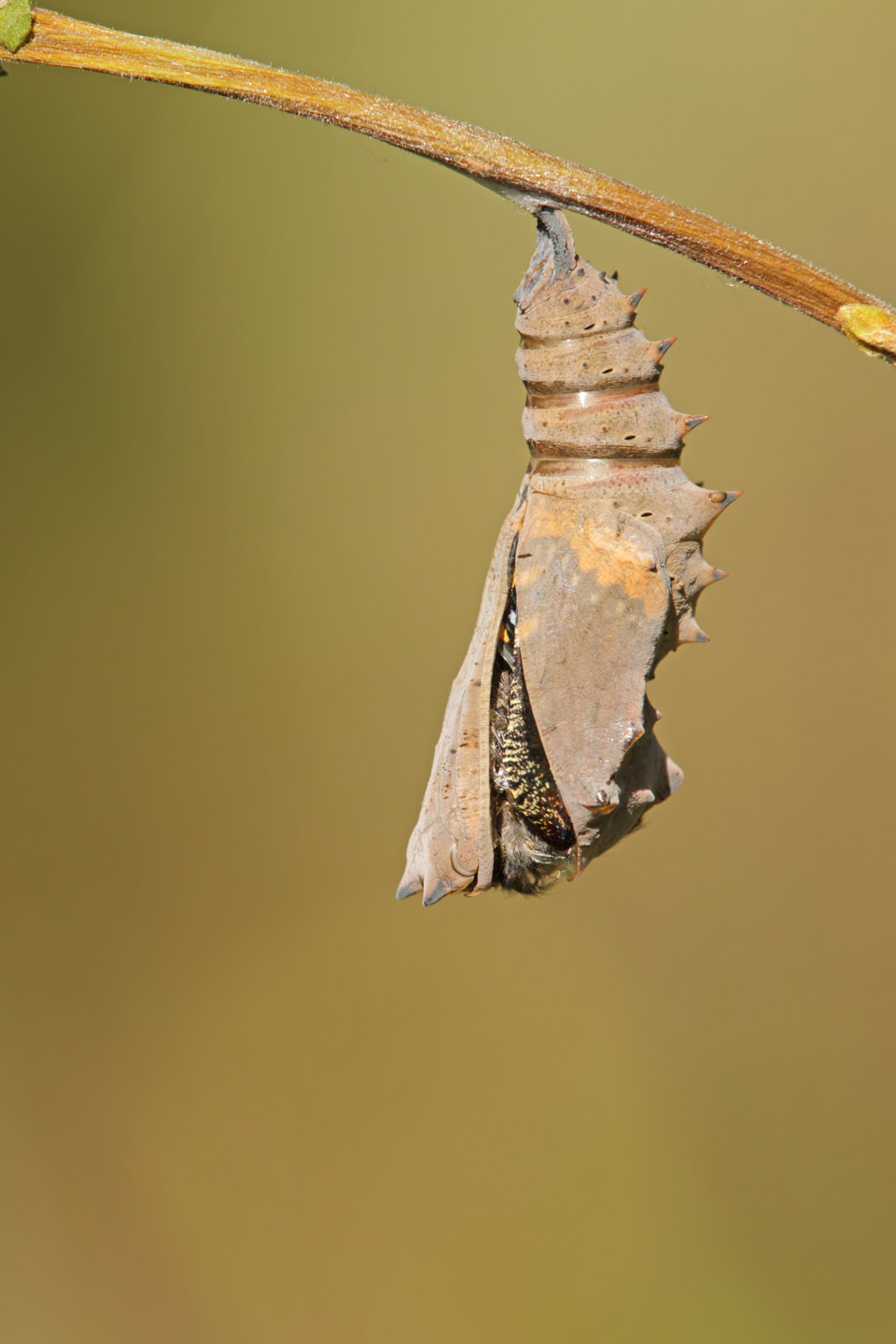 pit produceren Onmogelijk Metamorfose Rouwmantel (Nymphalis antiopa) gedaanteverwisseling van rups -  pop tot vlinder - Vlinderfotografie ©Silvia Reiche